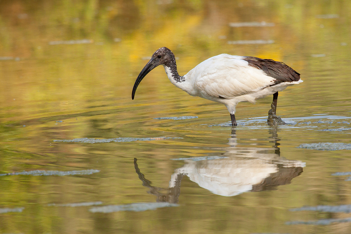 sacred ibis