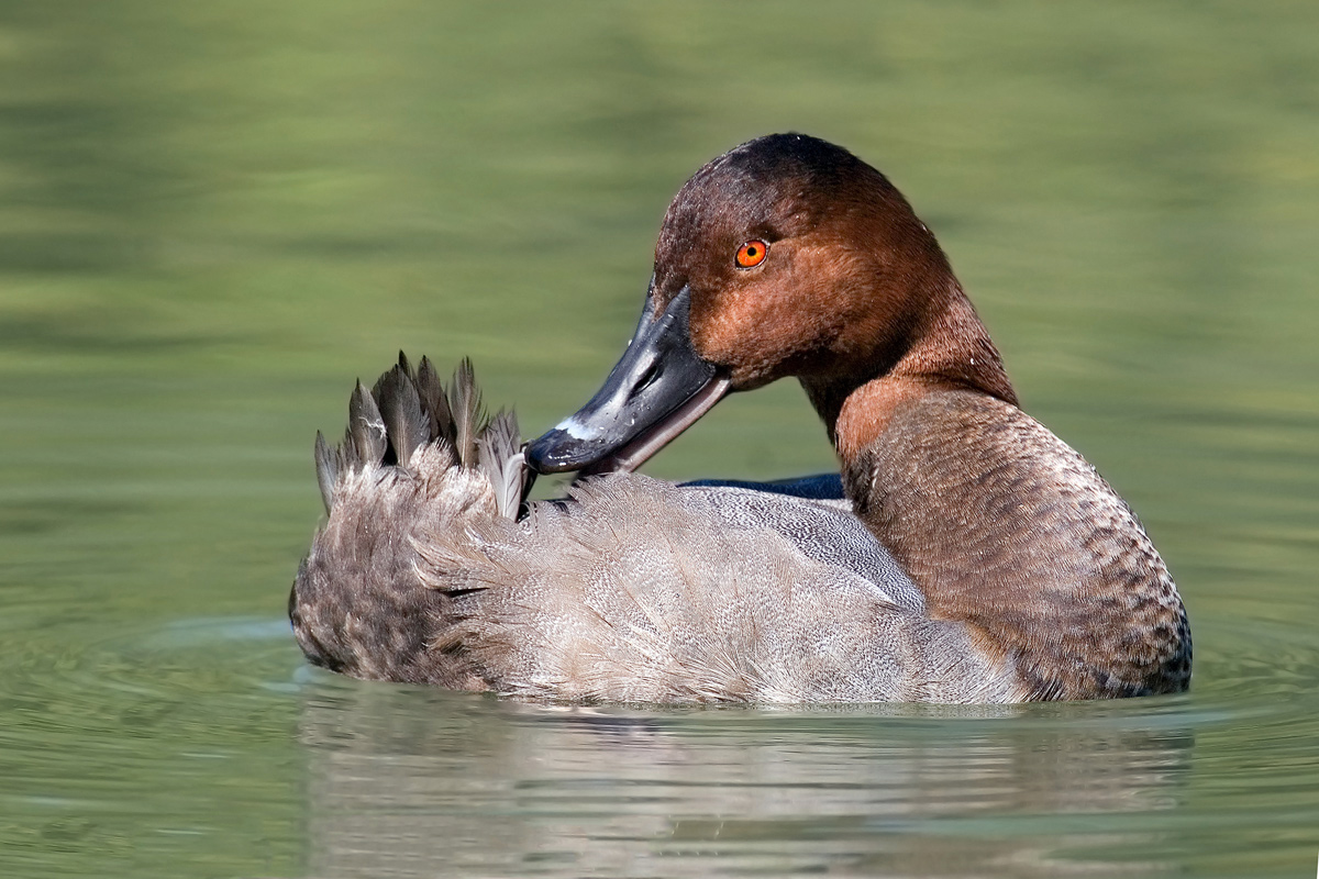 Pochard