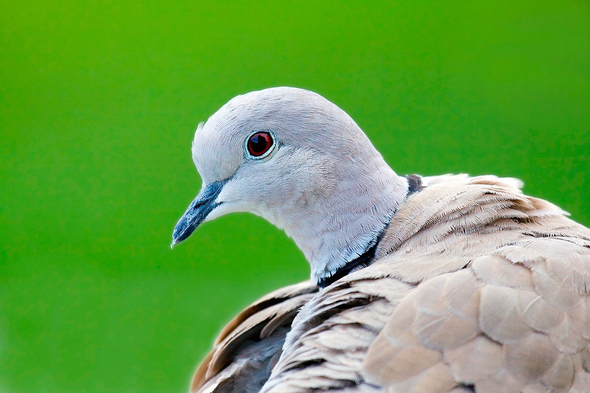 collared doves