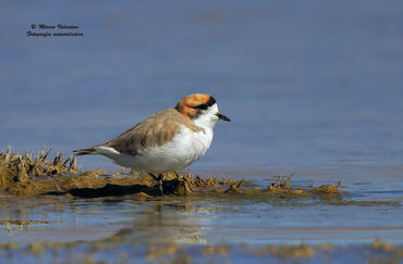Charadrius alticola