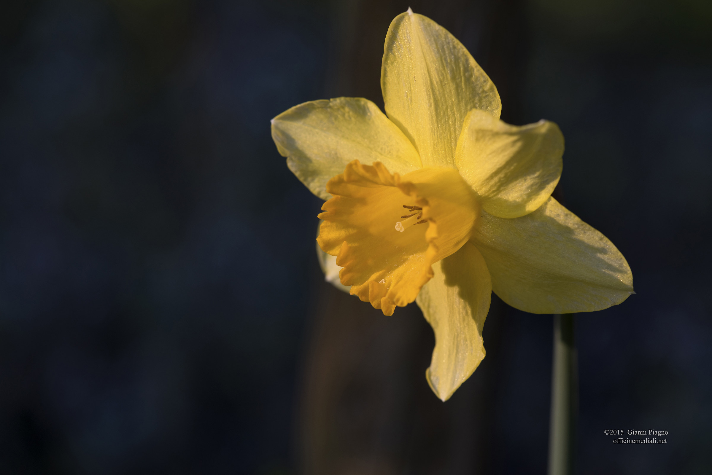 Narcissus
