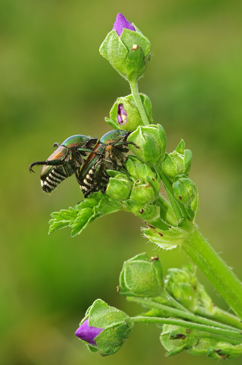 Popillia japonica su pianta di malva