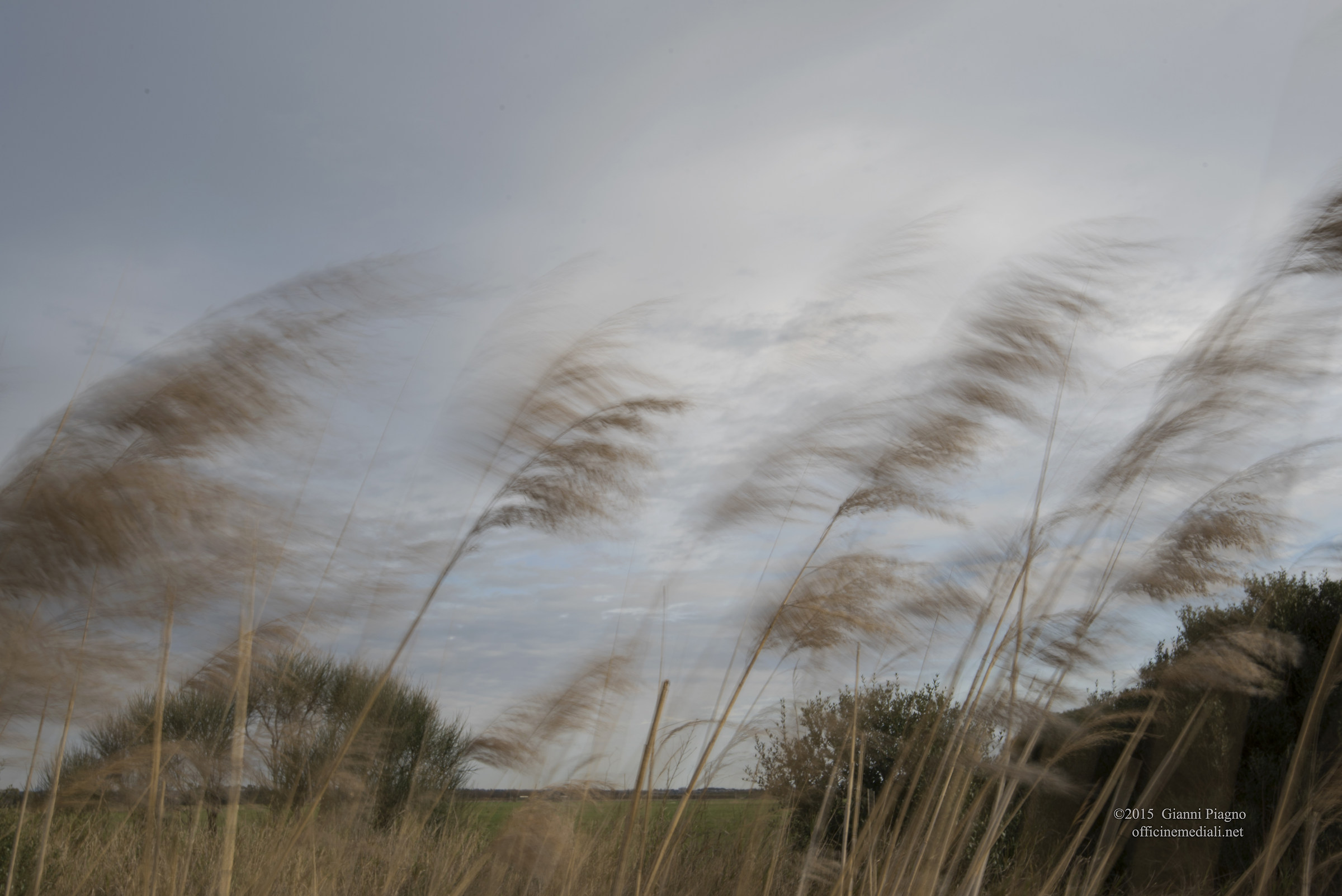 Reeds in the Wind