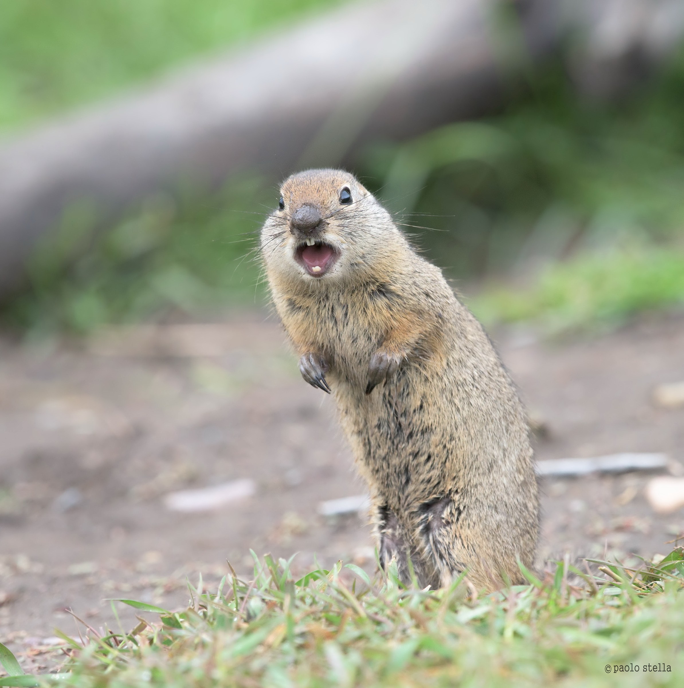 Uinta ground squirrel