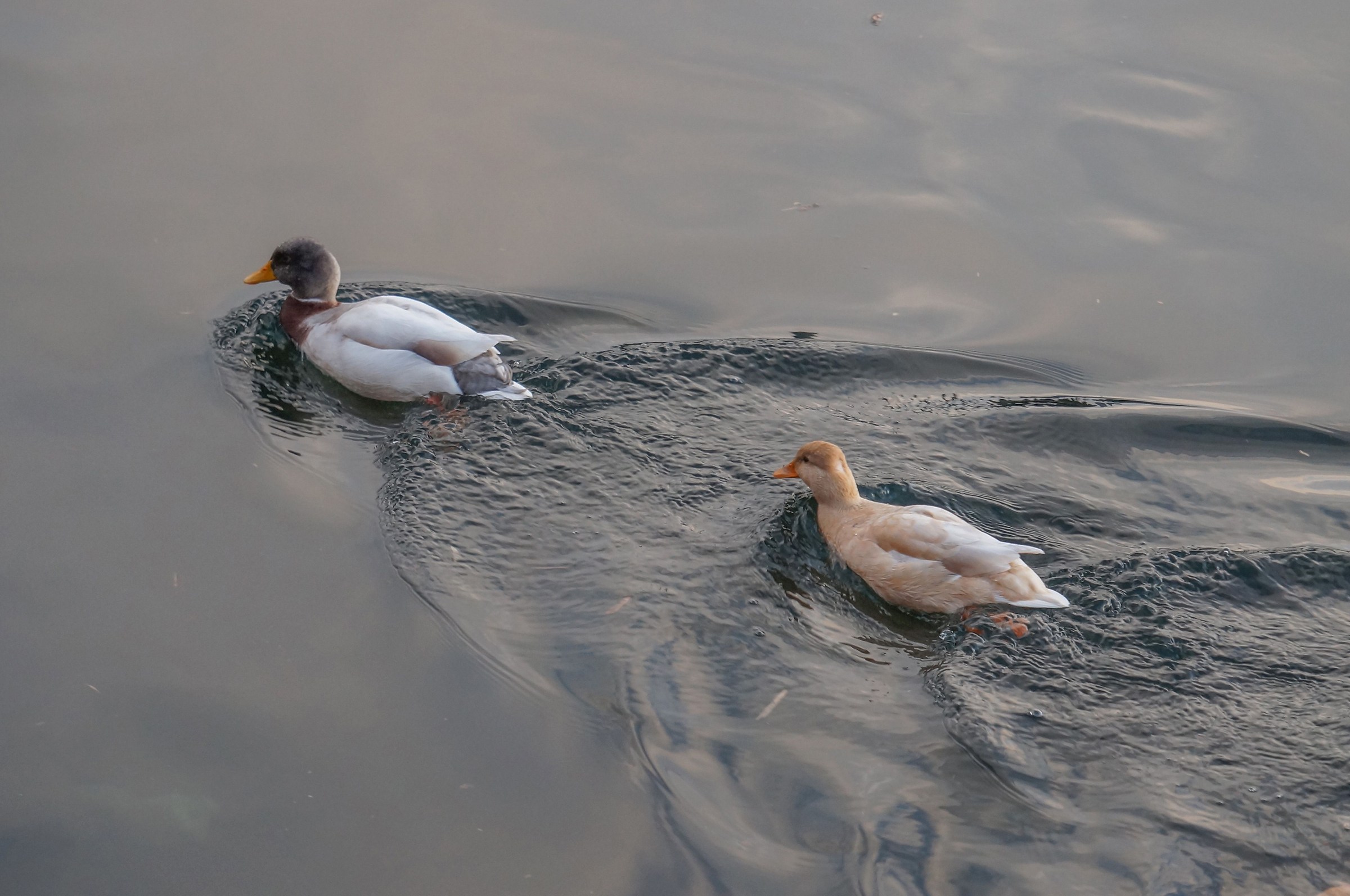 Pair of mallards subject to mutation Isabella