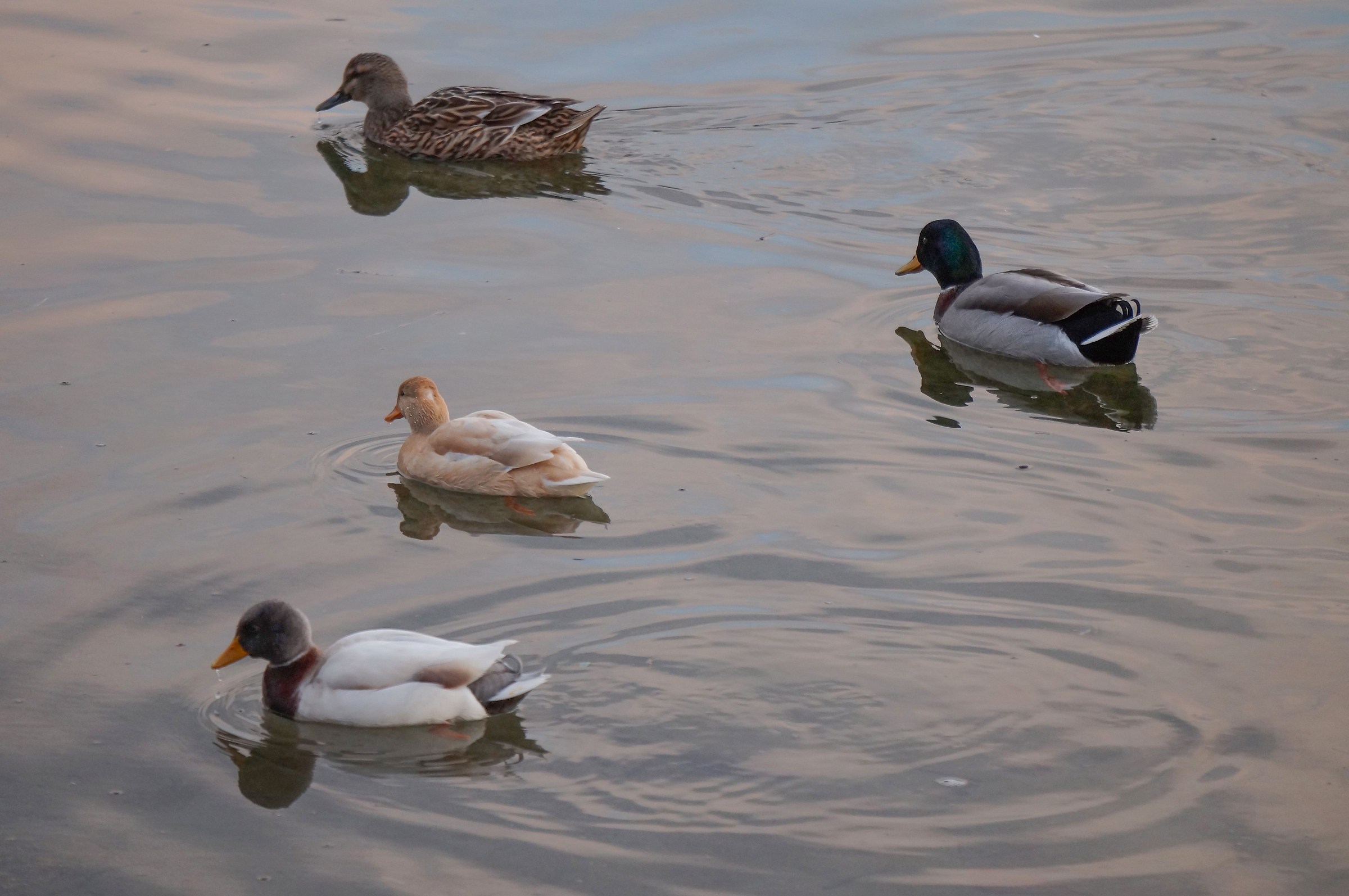 Pair of mallards subject to mutation Isabella