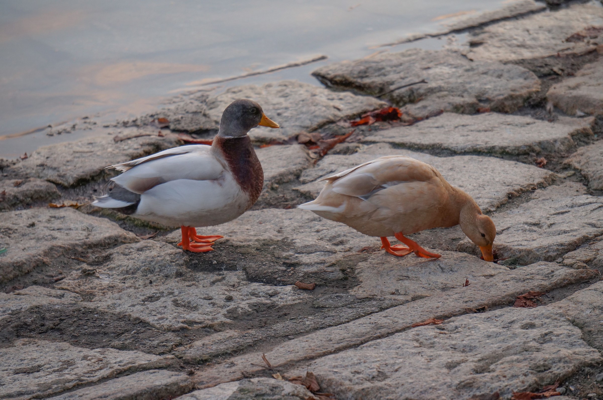 Pair of mallards subject to mutation Isabella