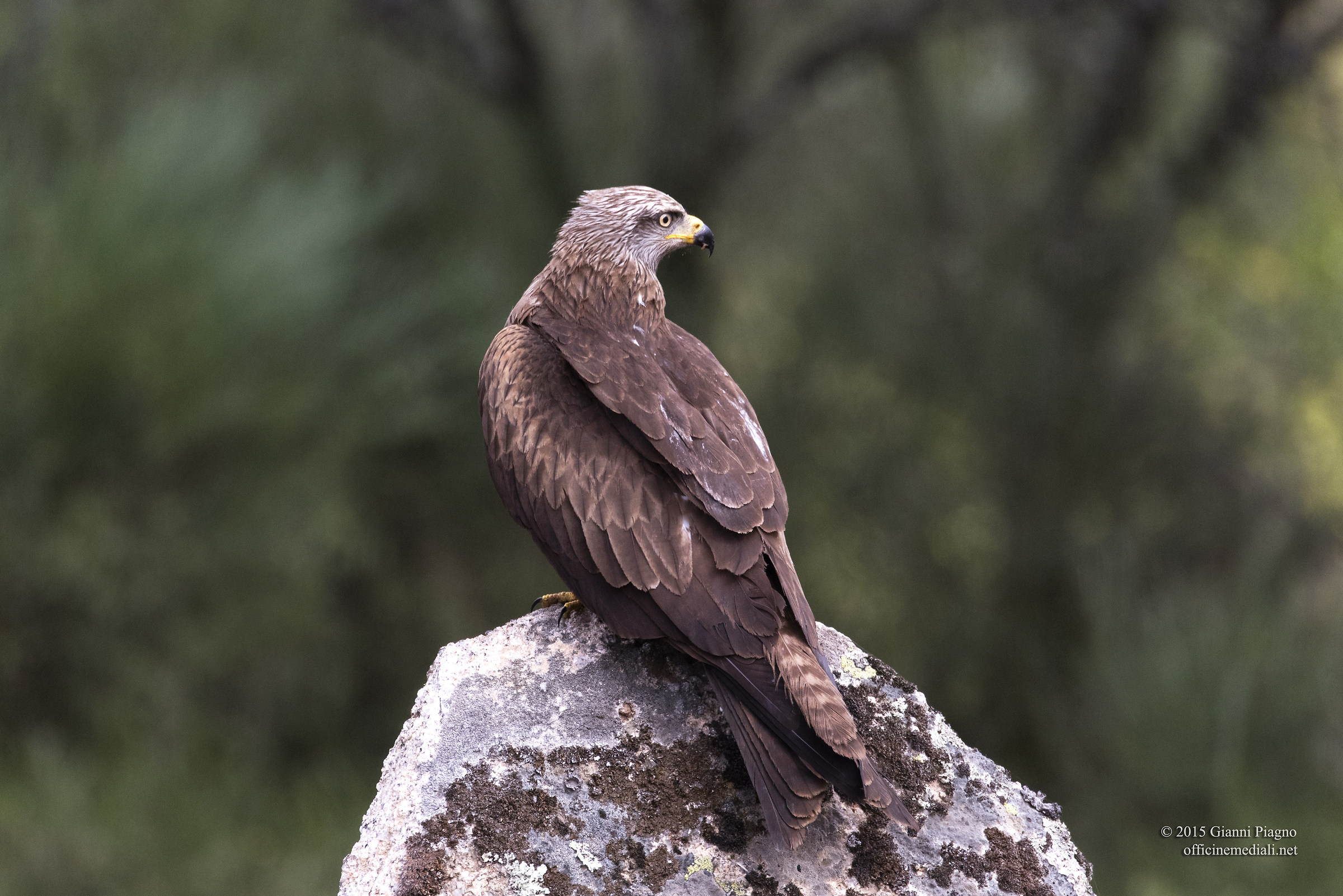 Black kite