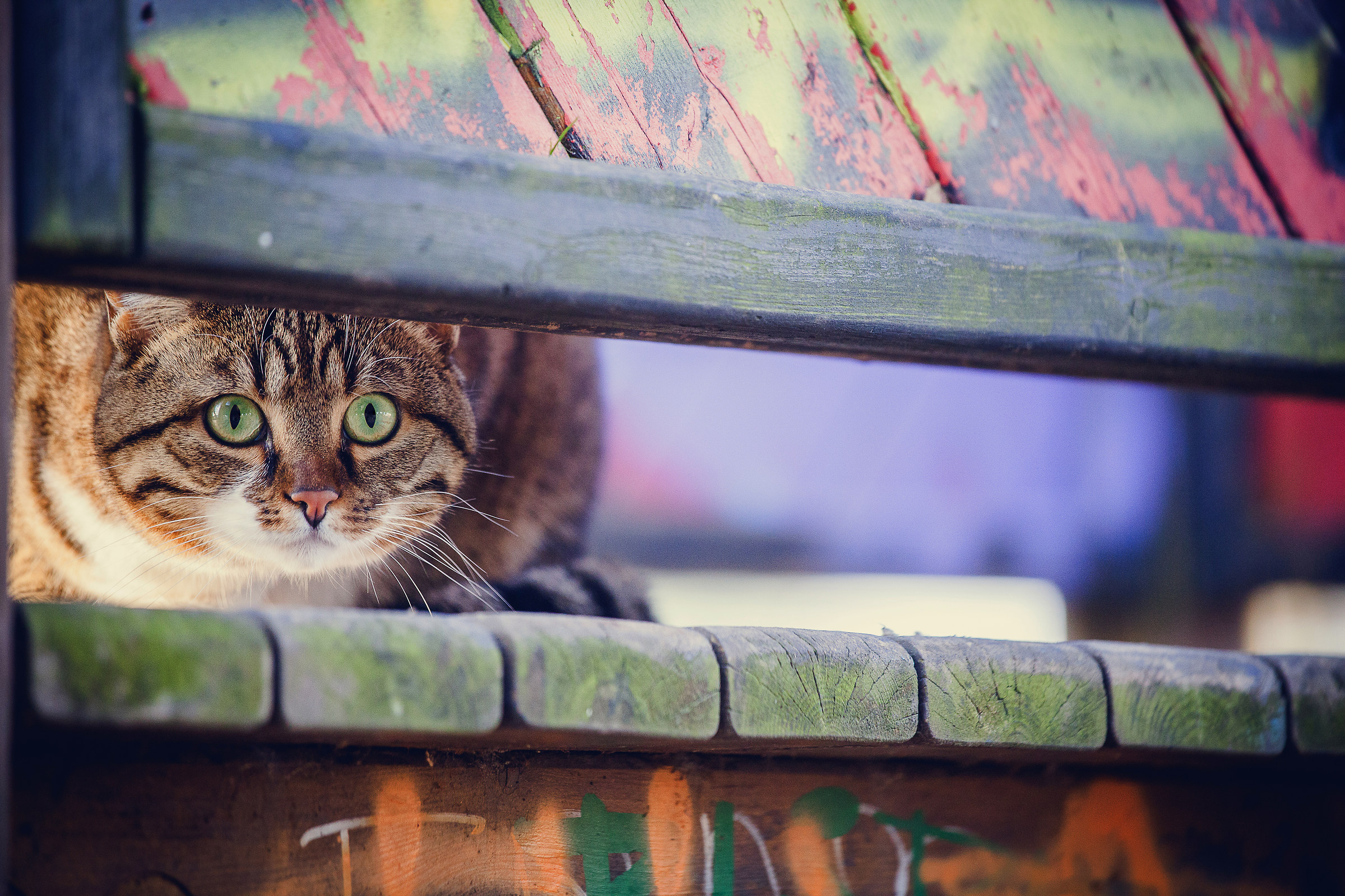 Oh-oh ... someone's coming!