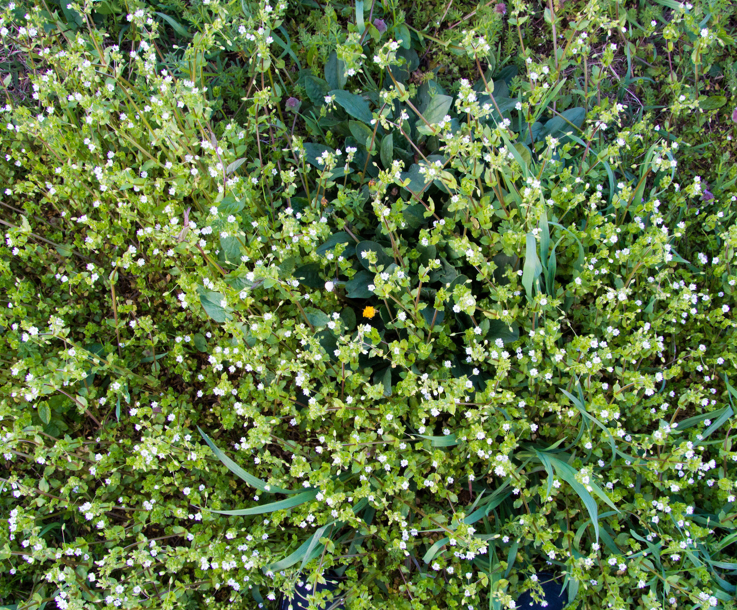 Loneliness in the crowd