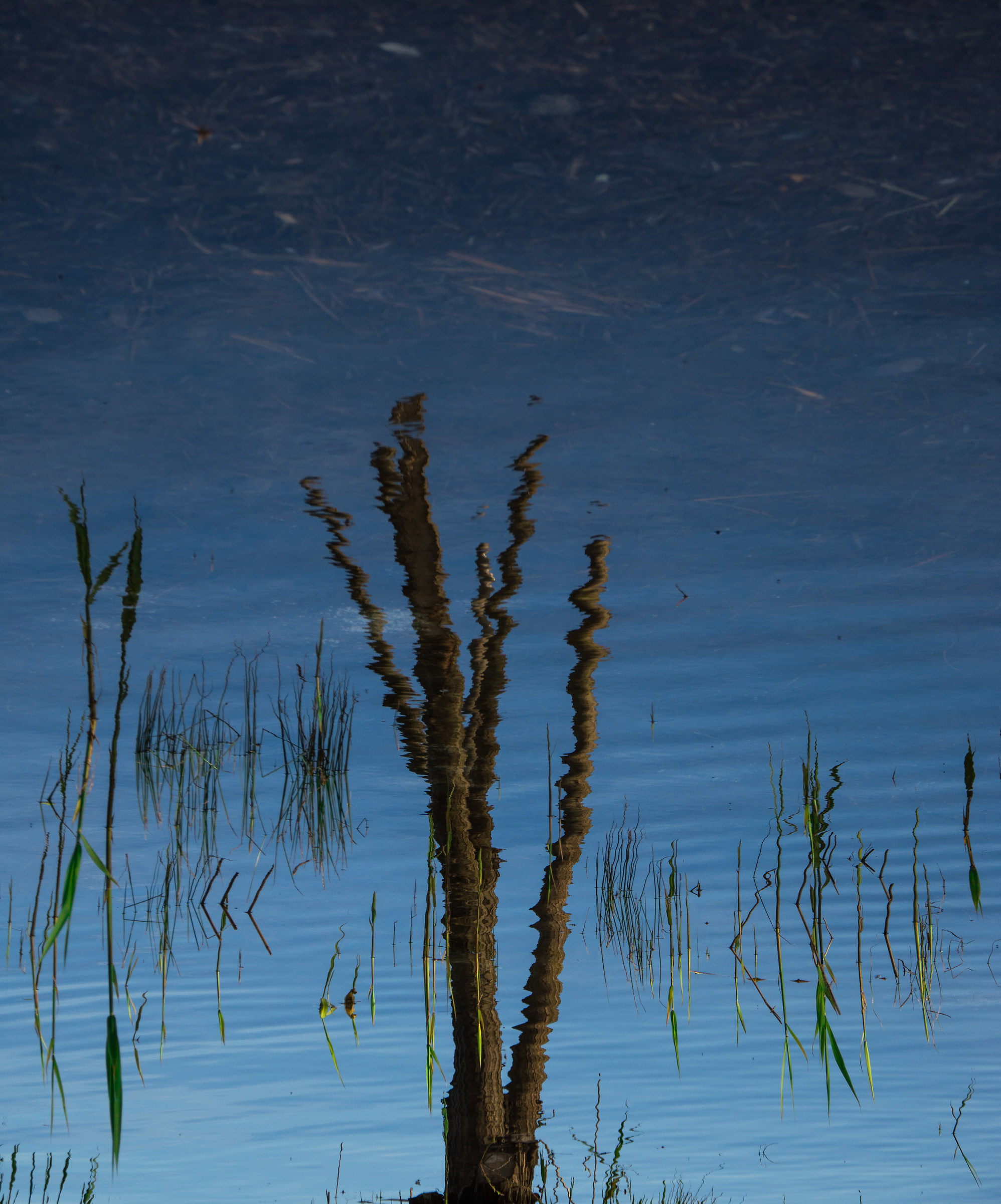 Portrait of reflection