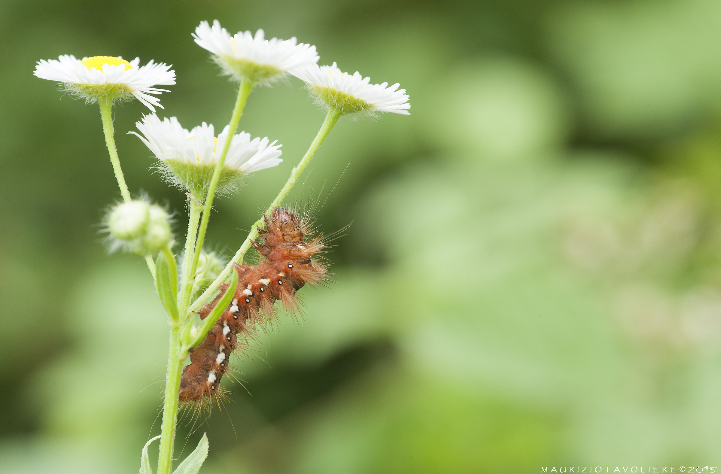 Acronicta rumicis