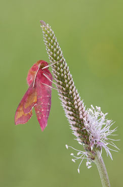 Deilephila porcellus