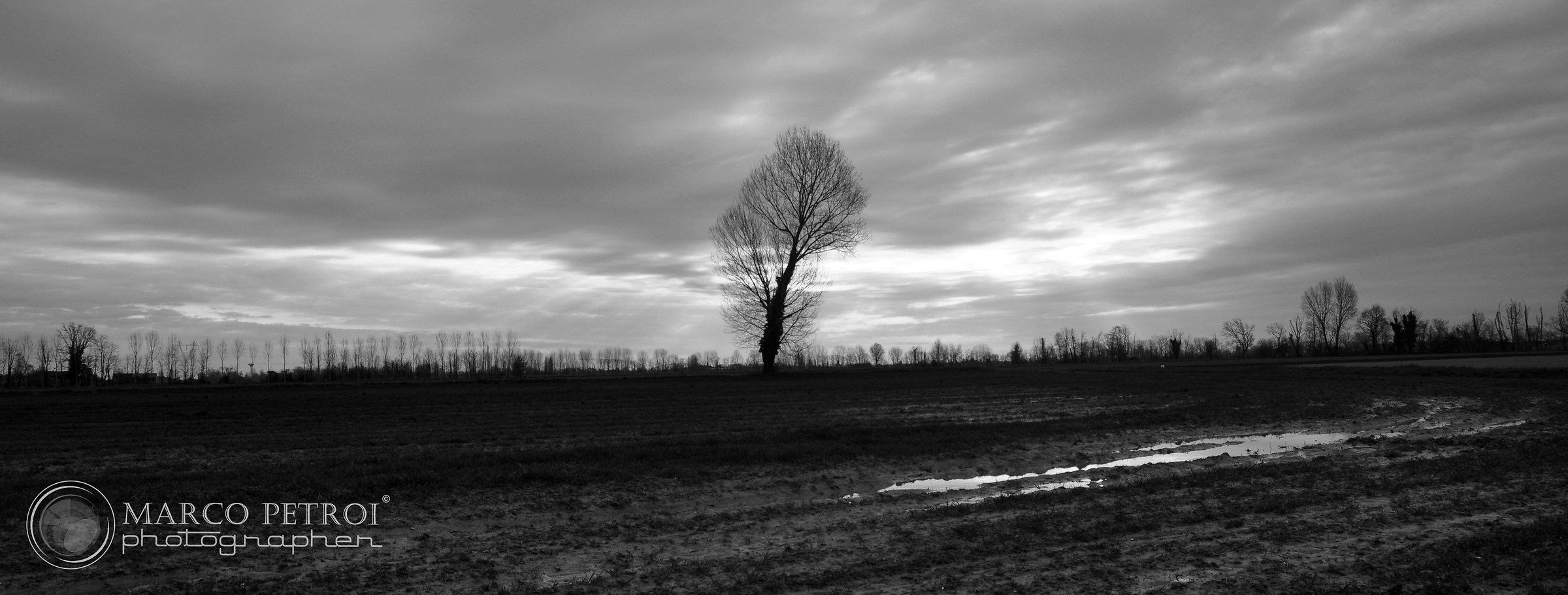 Mystic tree in Bascapè (pv)