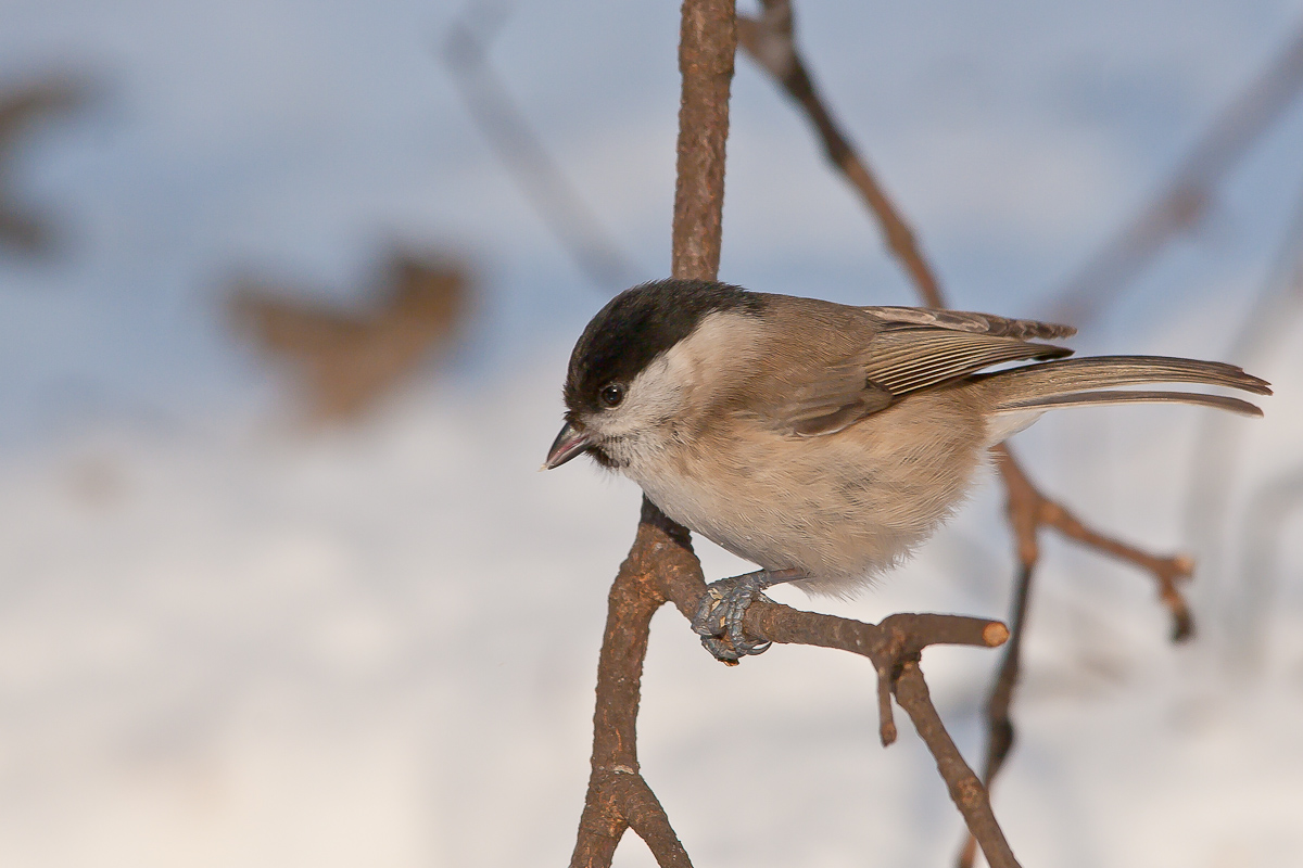 Cincia Bigia da Capanno