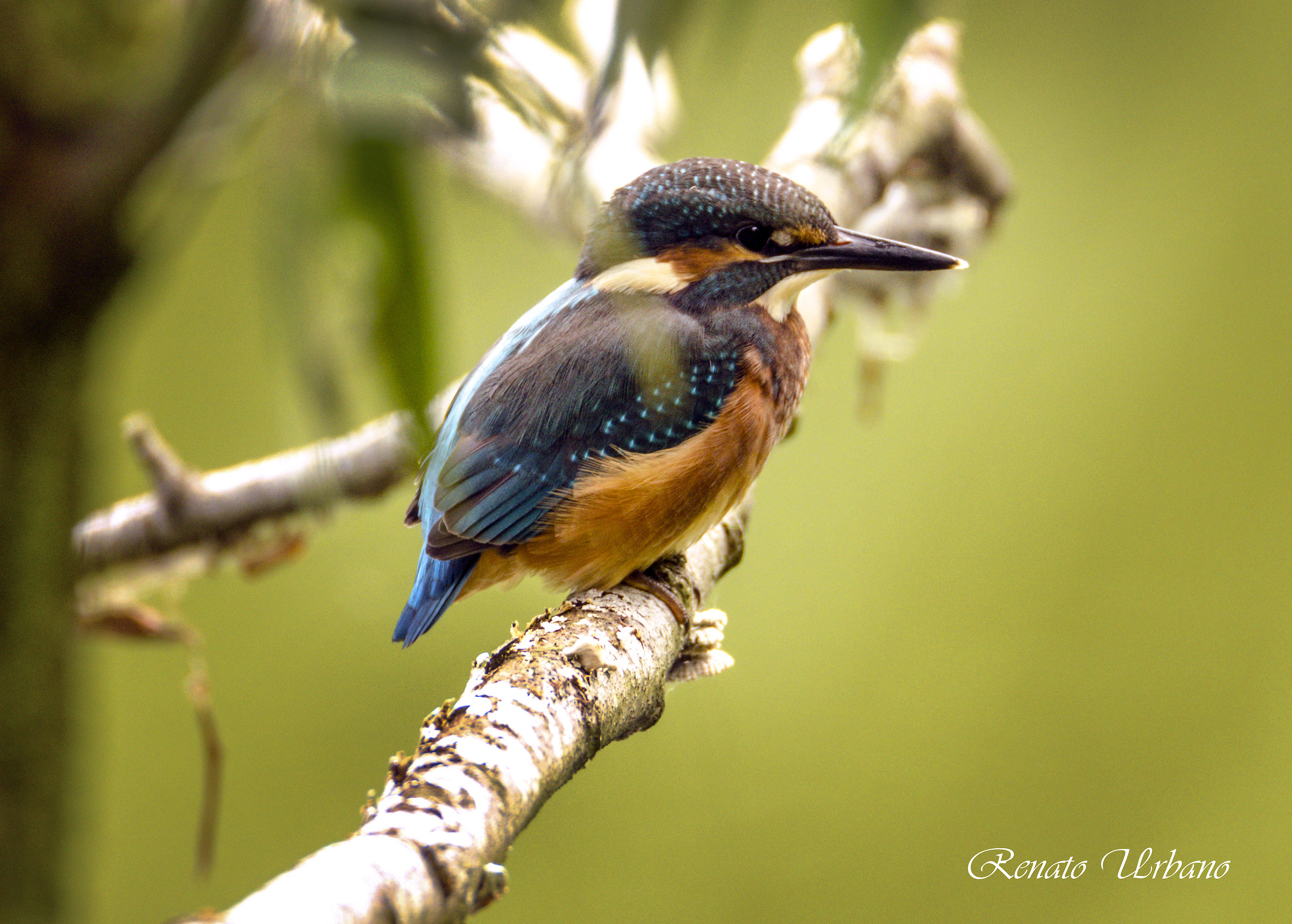 Pullo of Kingfisher