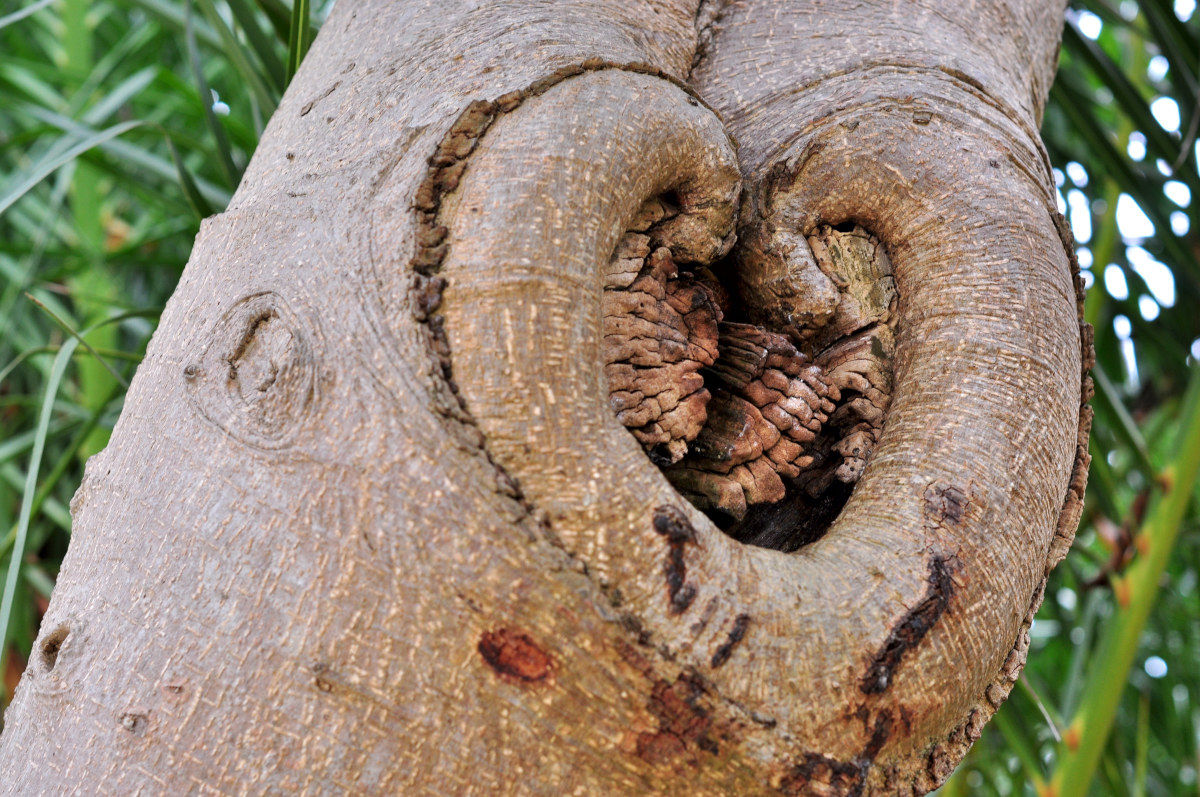 Un cuore che ha sofferto.