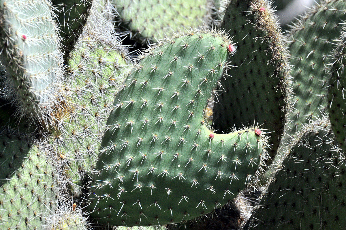 Heart pierced by thorns.