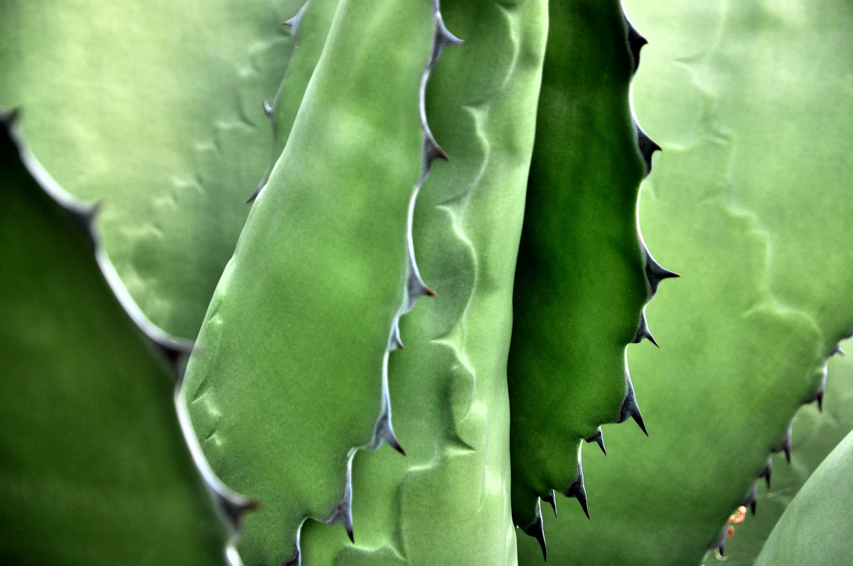 In the heart of the agave.
