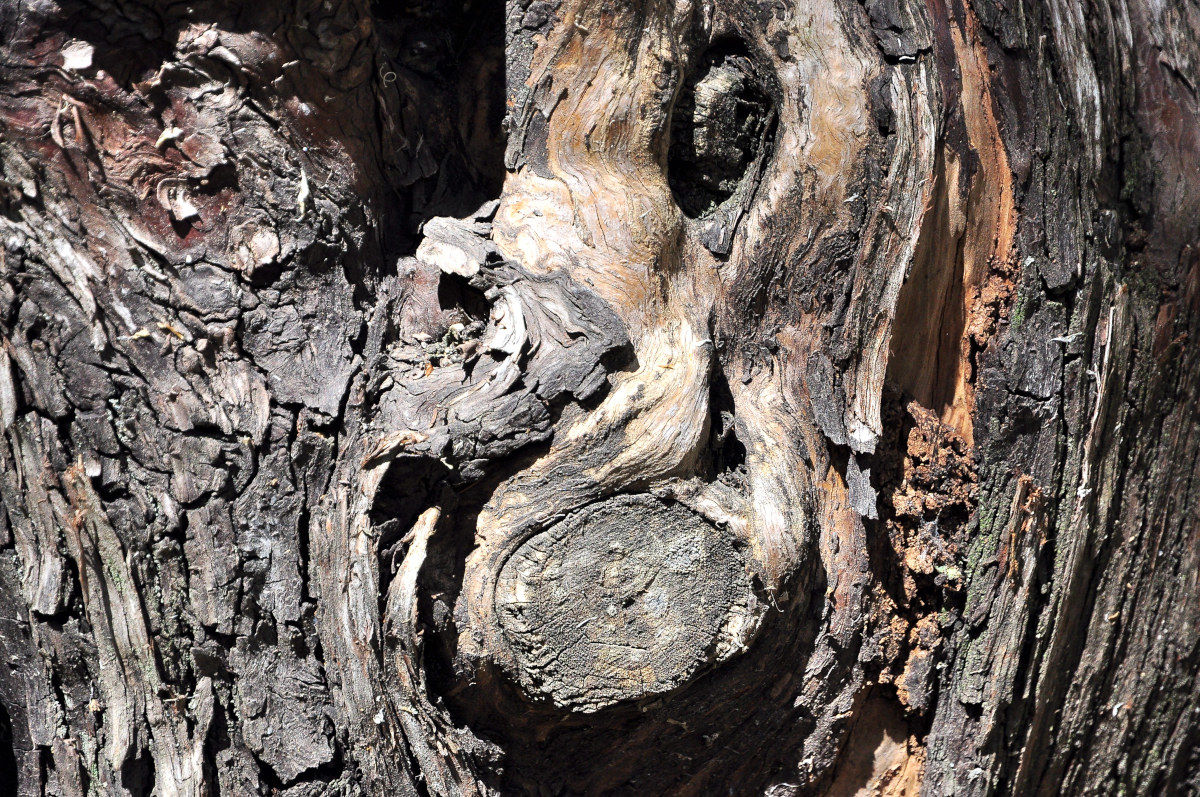 The suffering of the trunk.