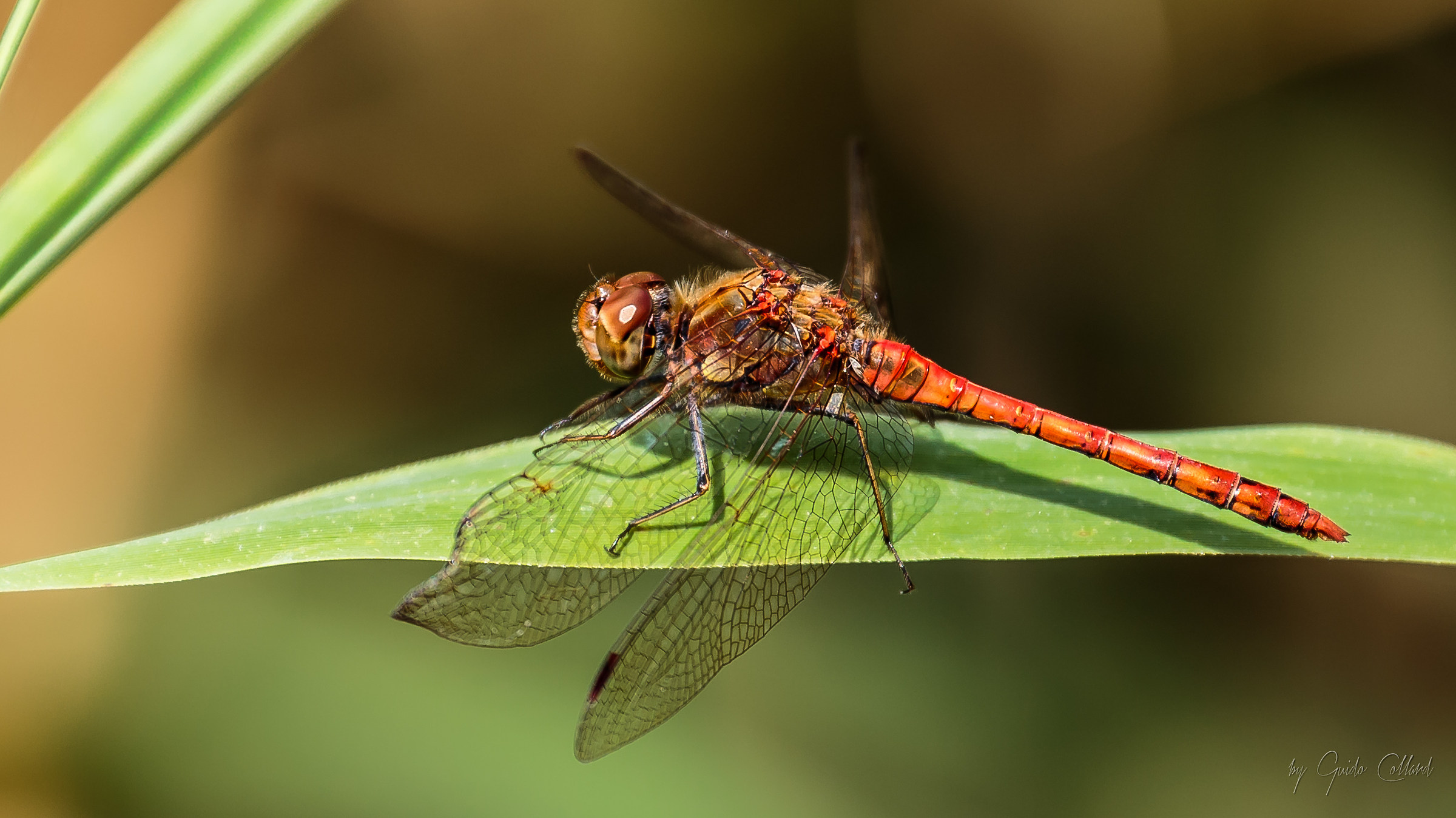Red Dragonfly