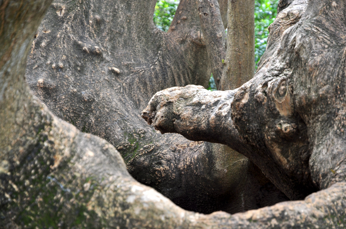 Detail Phitolacca dialca (Brazil, Prrù, Argentina