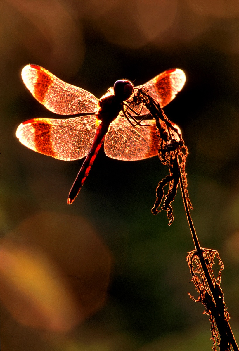Libellula Sympetrum