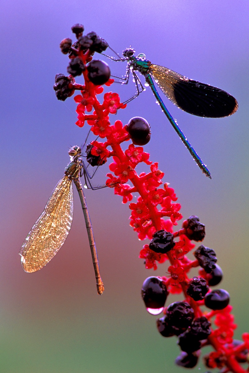 Calopteryx Splendens