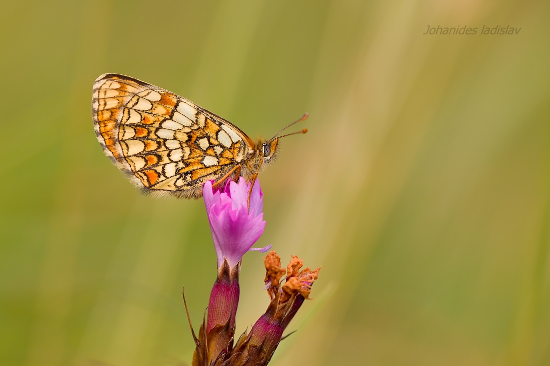 Melitaea aurelia