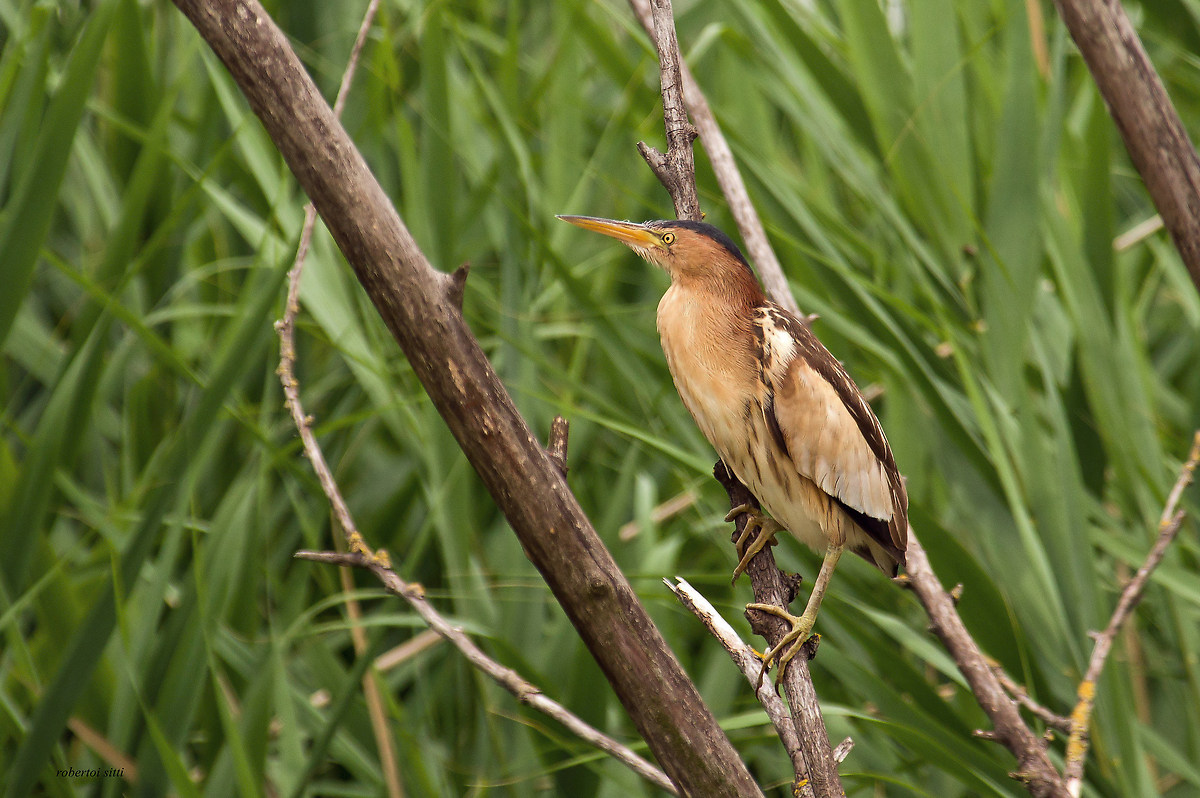 Bittern