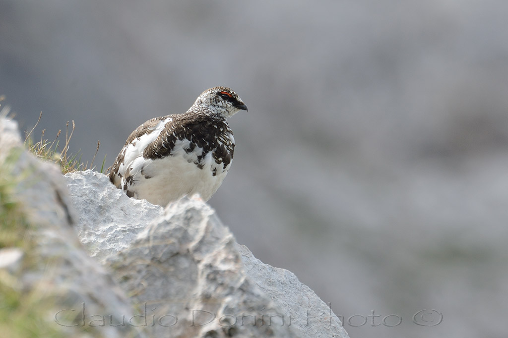 Ptarmigan