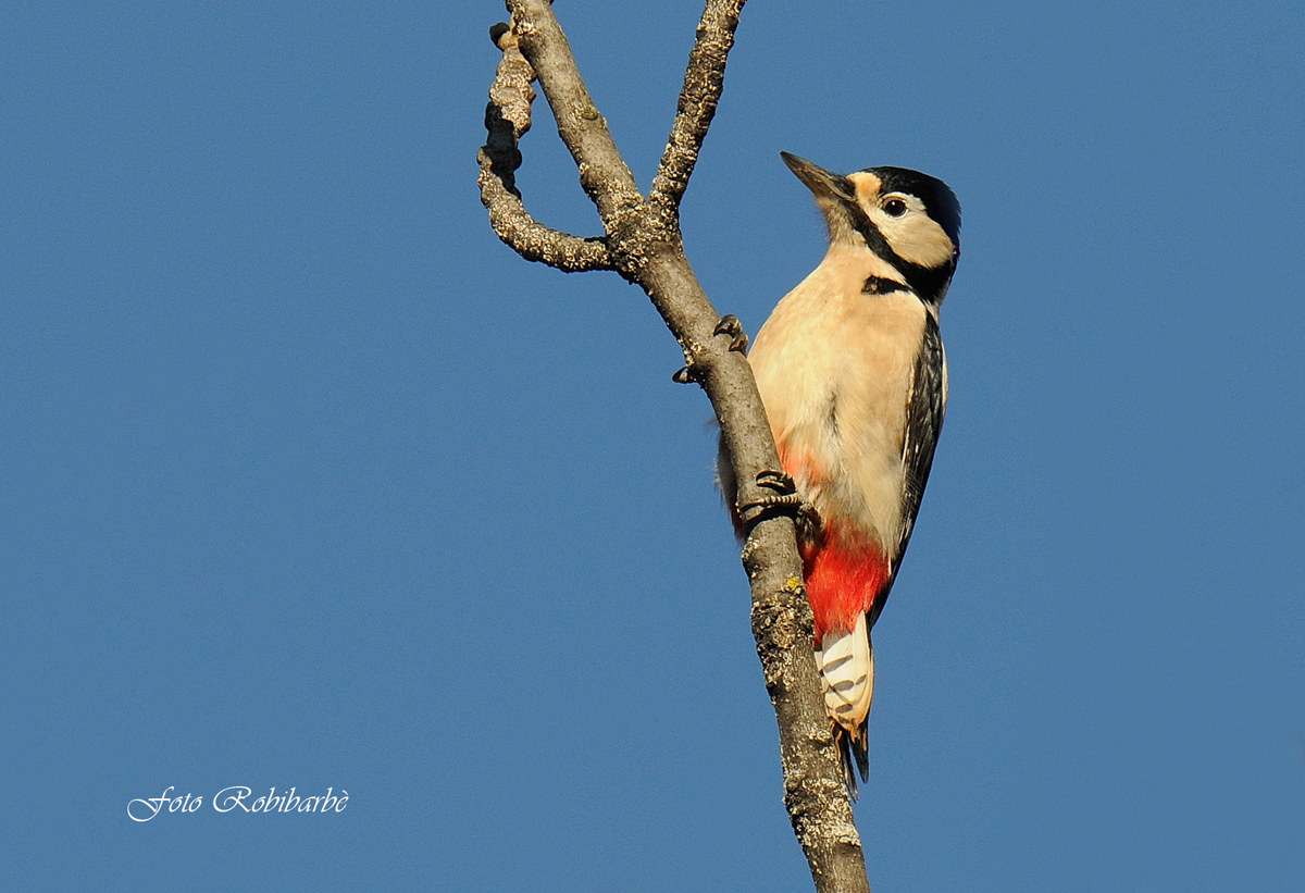 Il Maggiore in cima...