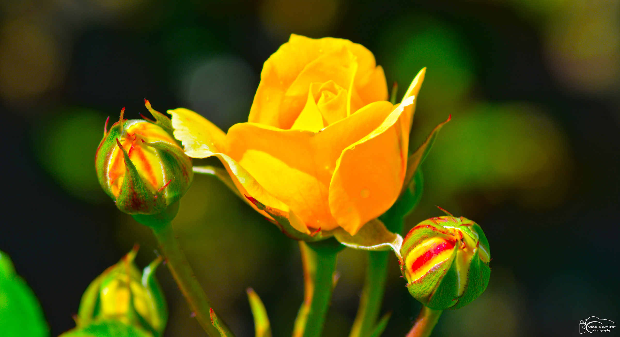 Rose - Rose Garden Villa Reale Monza (mb)