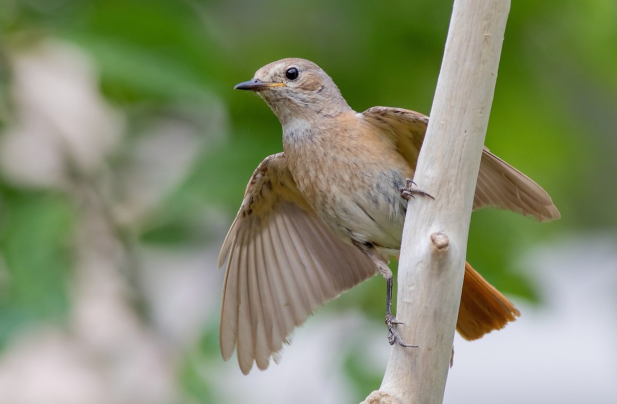 Redstart (female)