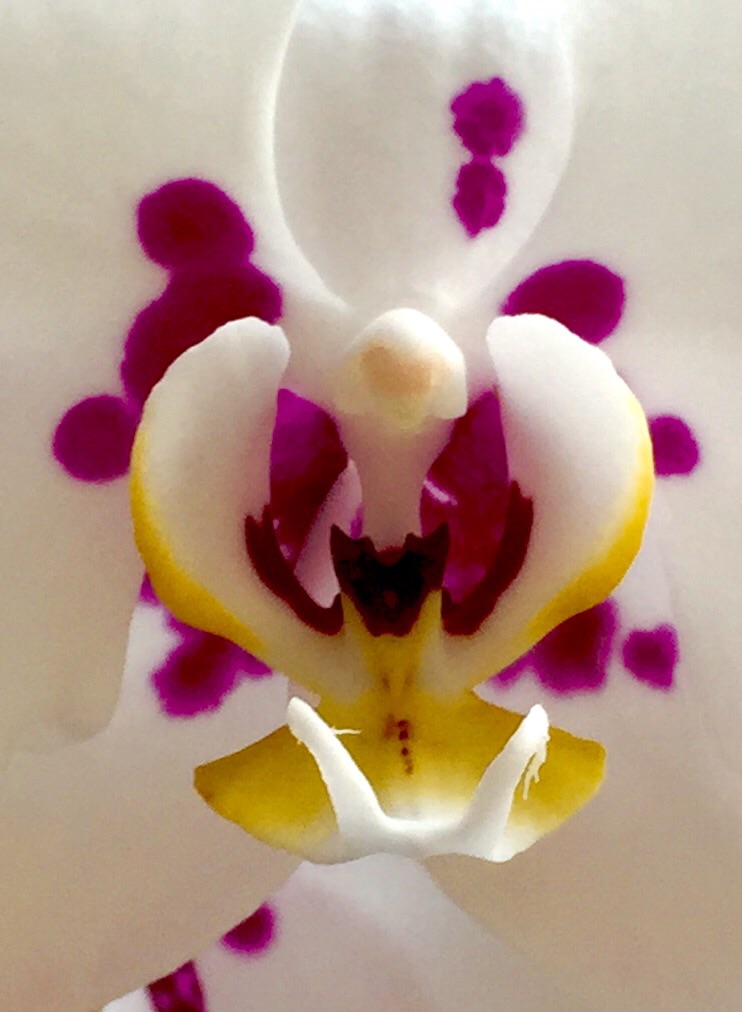 Orchidea - Phalenopsis