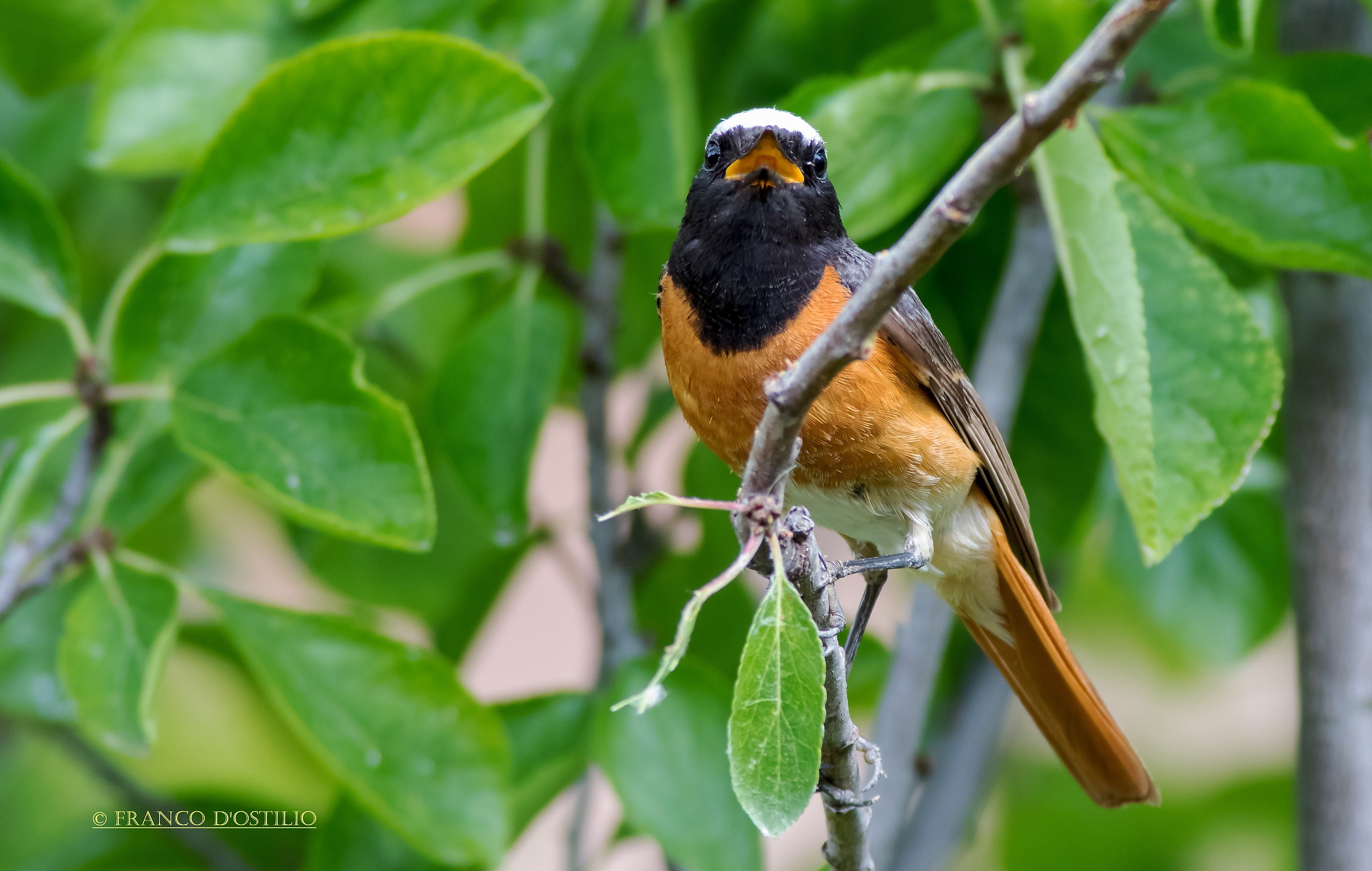Redstart (male)