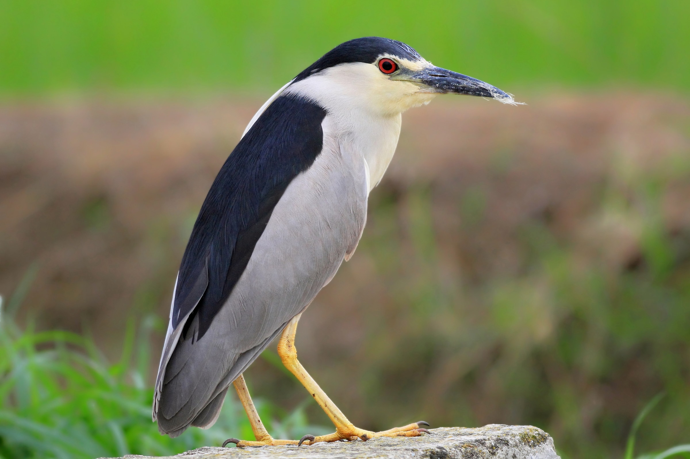 Ritratto della Nitticora