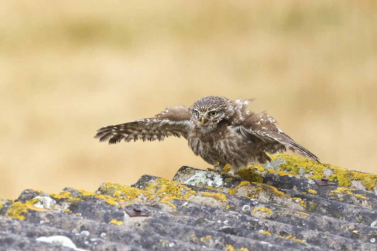 Civettina under water