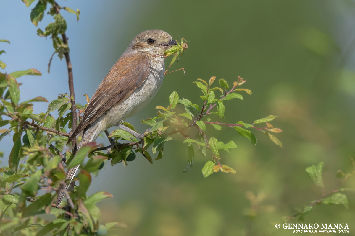 Shrike (Lanius collurio)