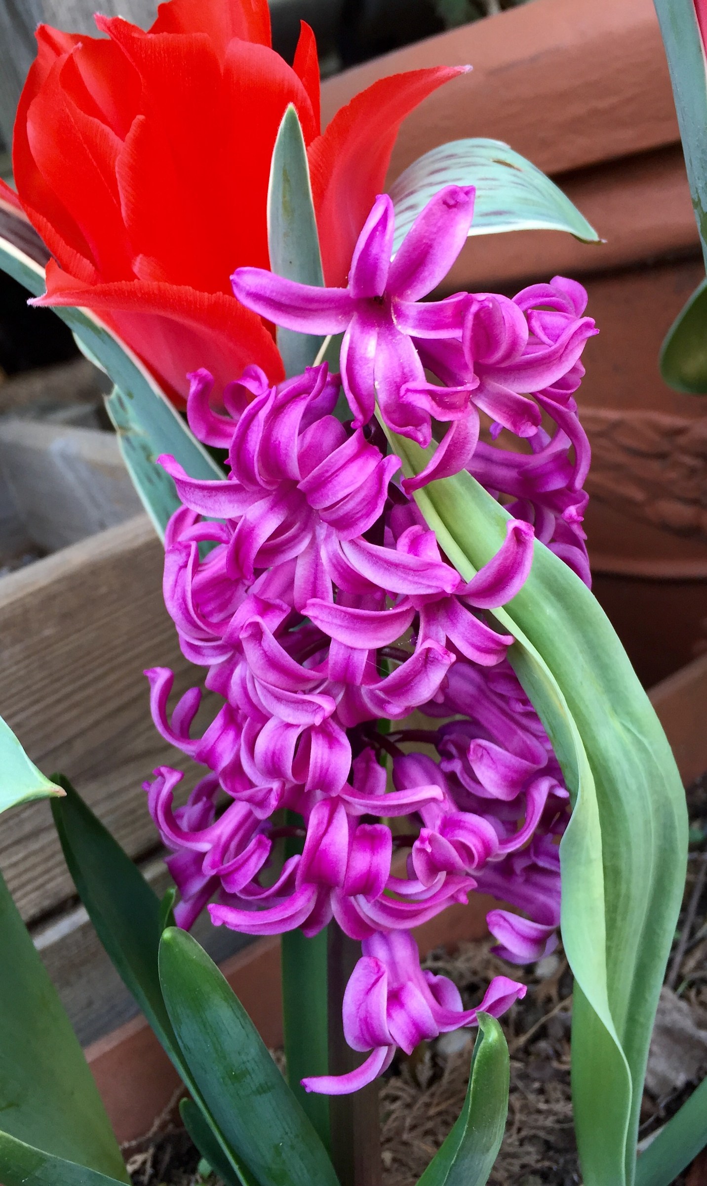 Esplosione di colori