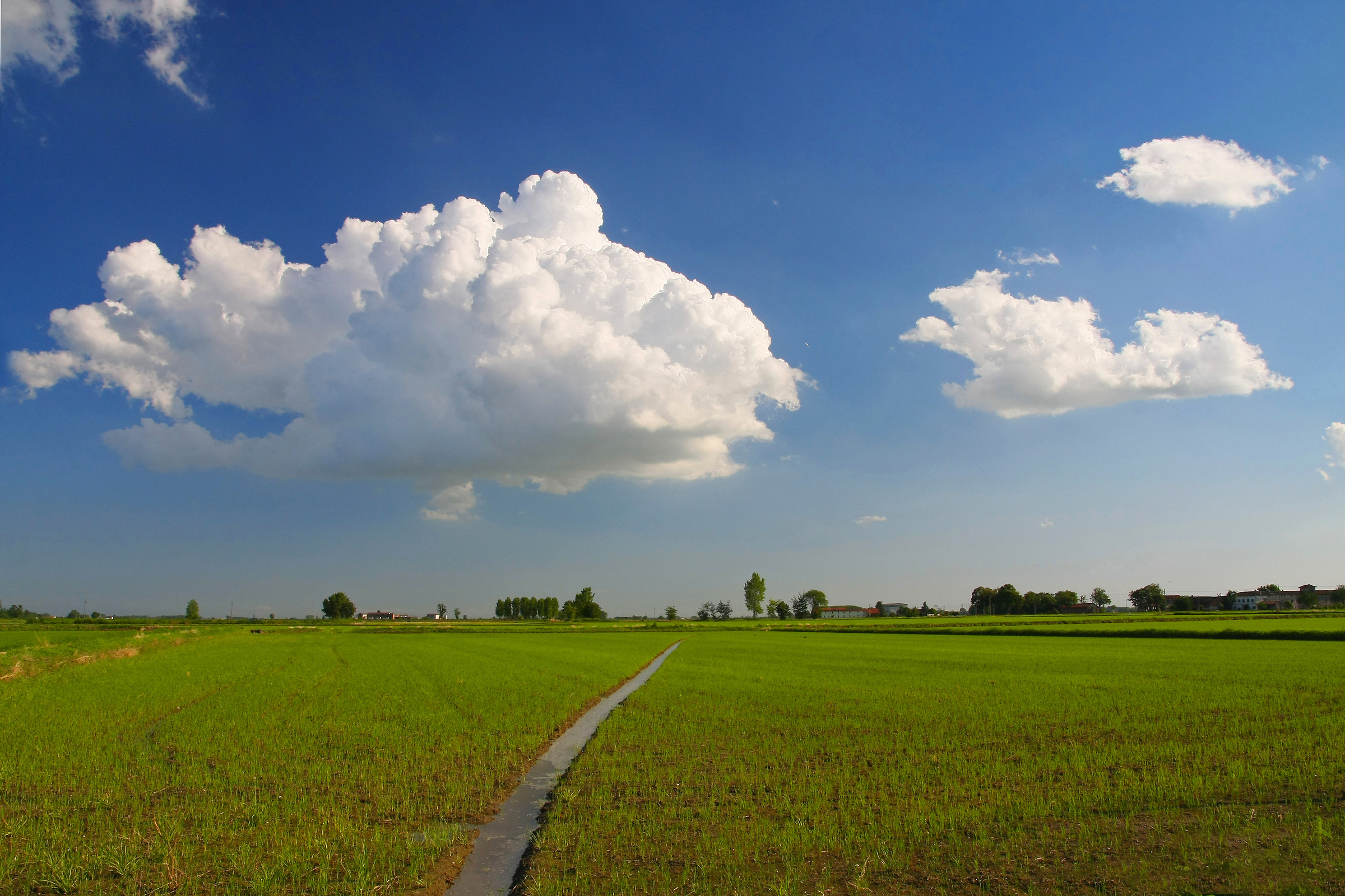 Cloud & Rice Paddy