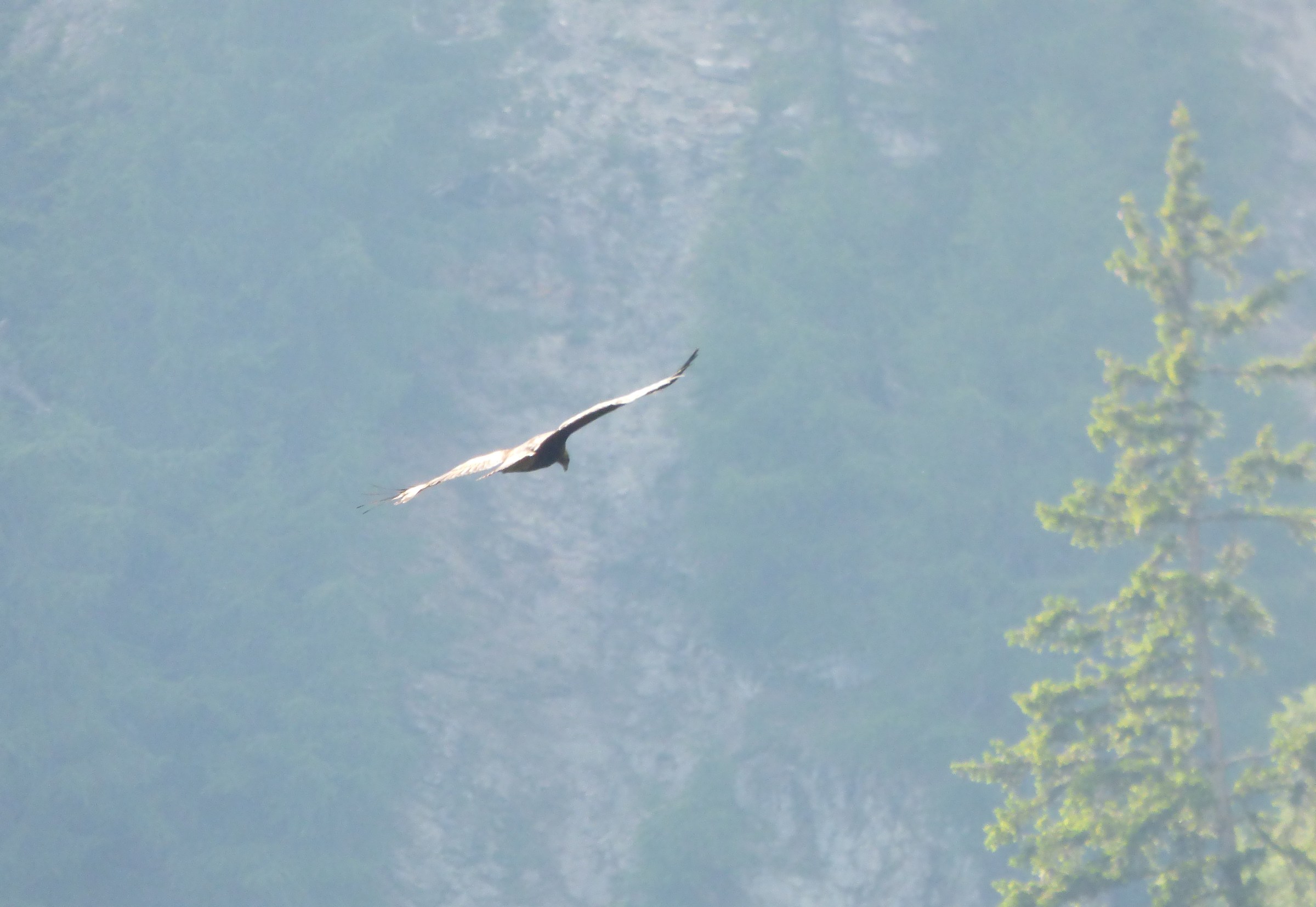 Aquila adulto maschio in volo serale