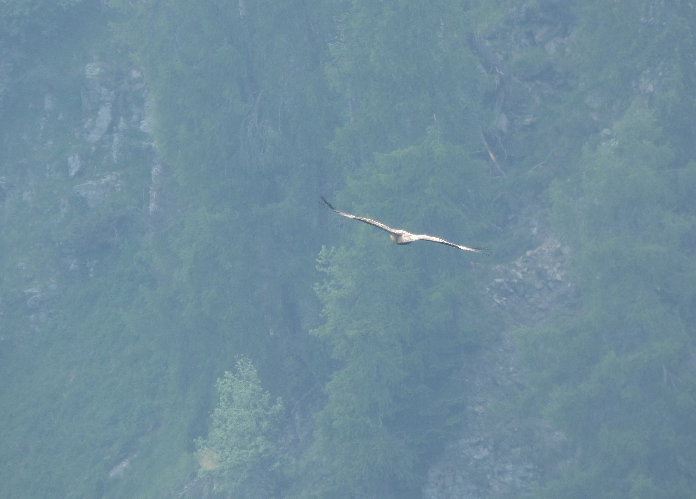 Aquila adulto maschio in volo serale
