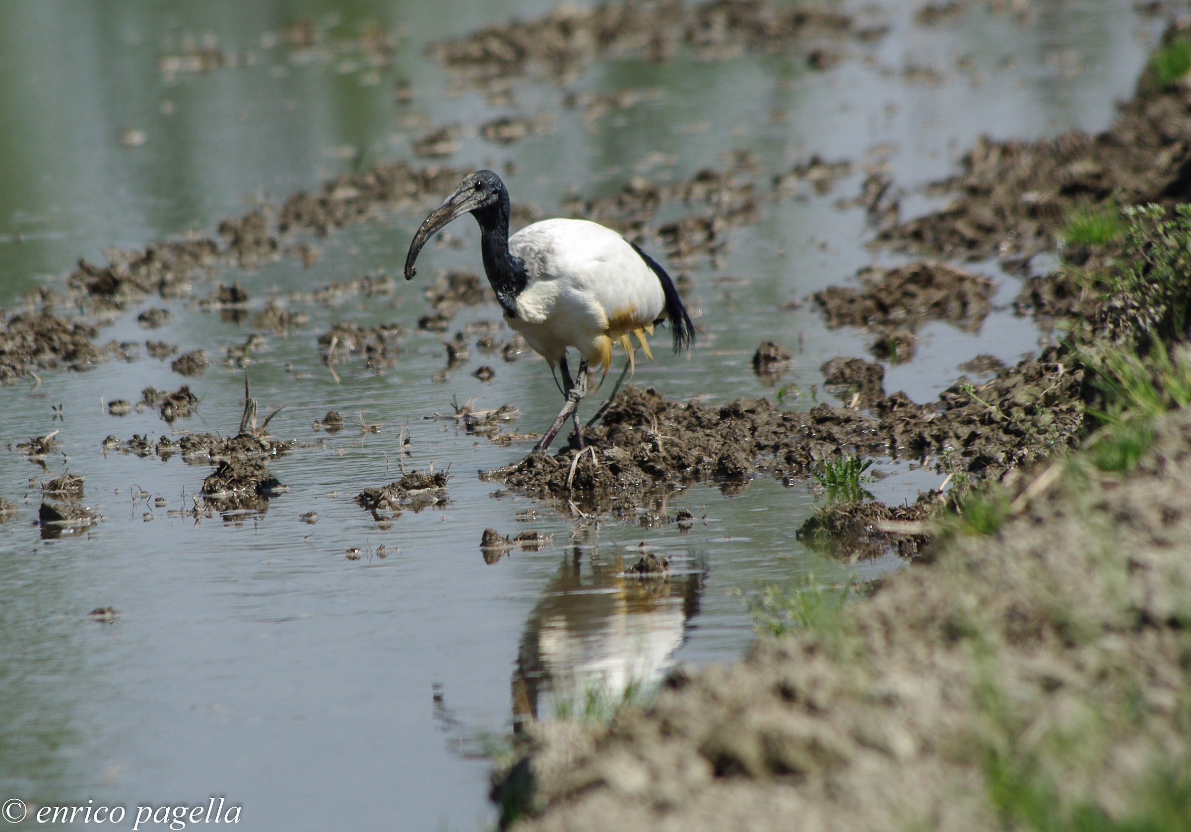 silt from the Nile to the rice fields of Piedmont