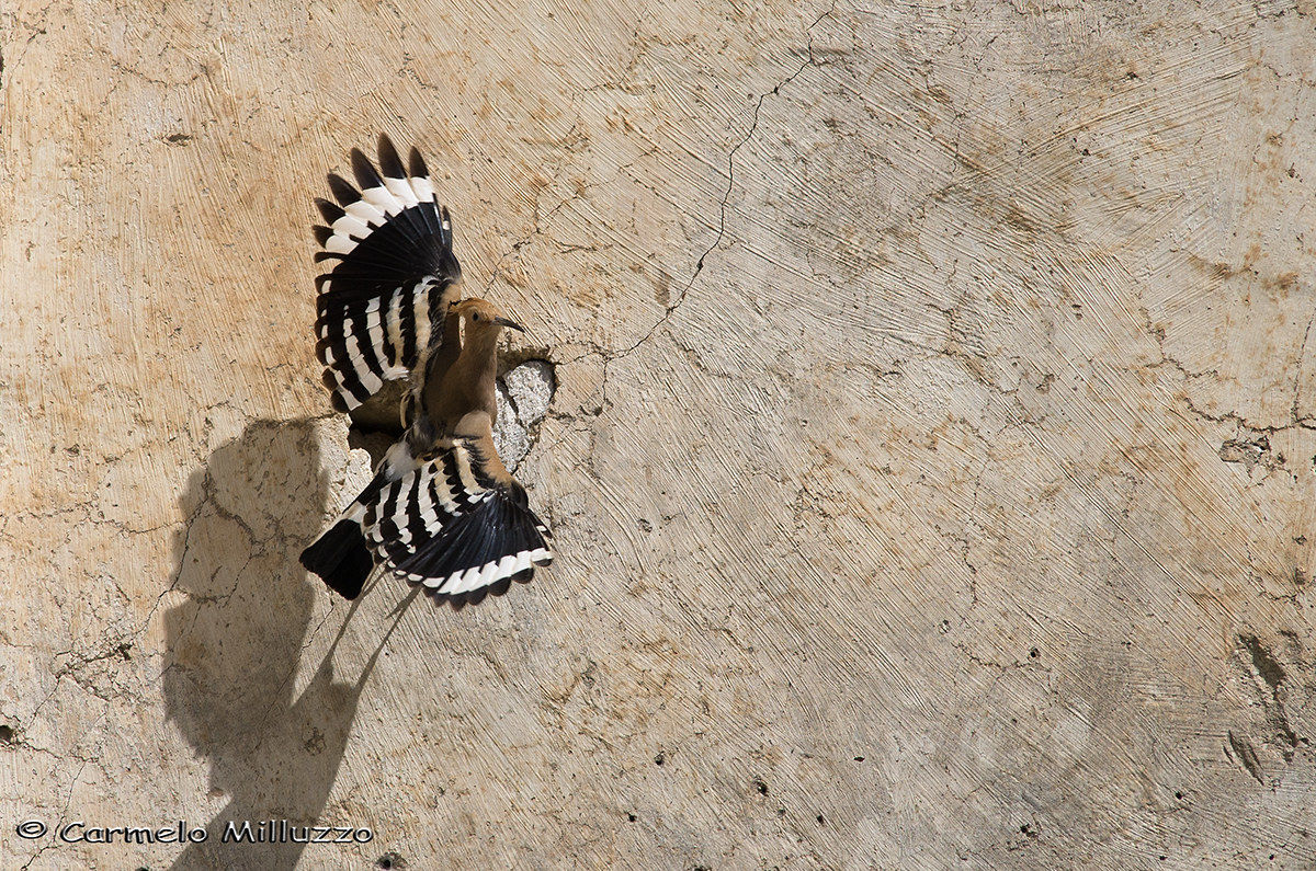 Hoopoe