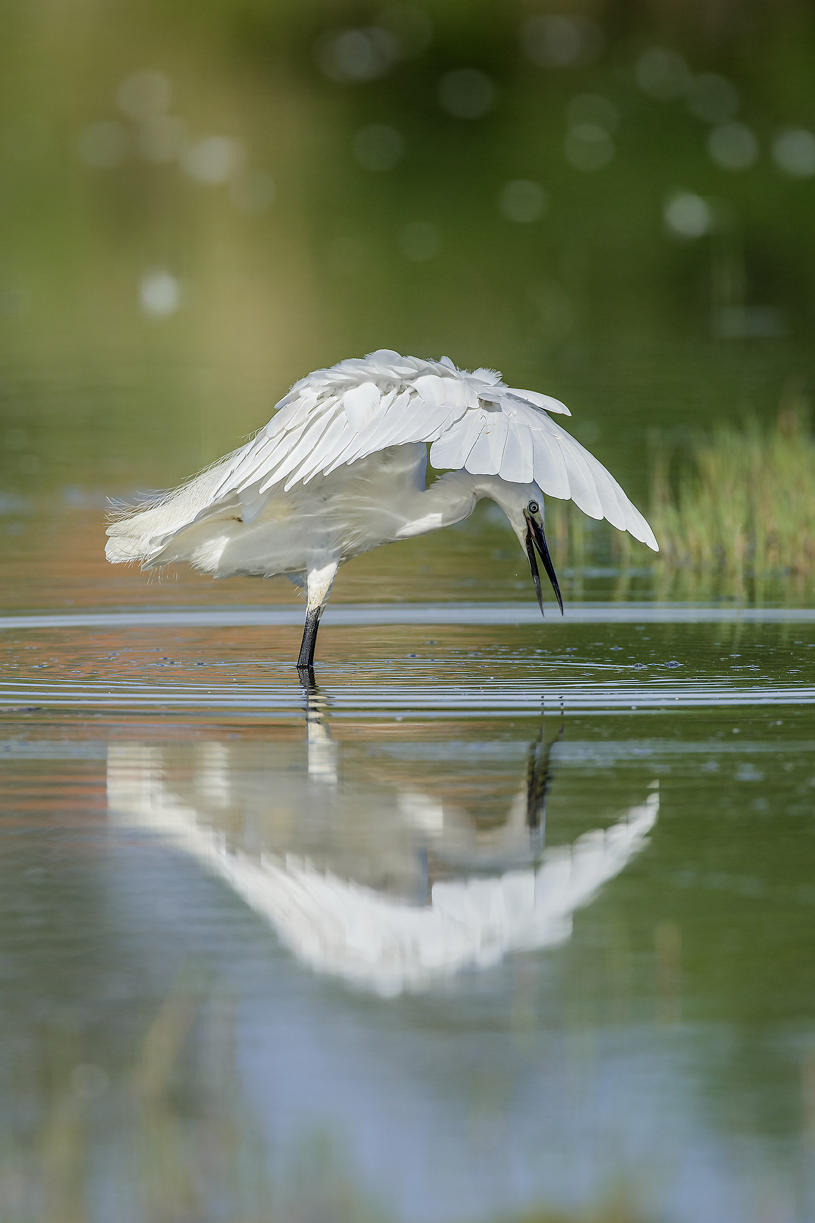 garzetta  sotto l'ombrello