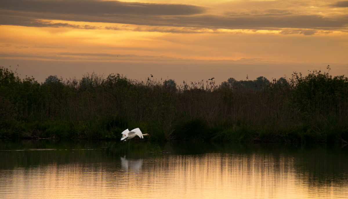 Cigno in volo