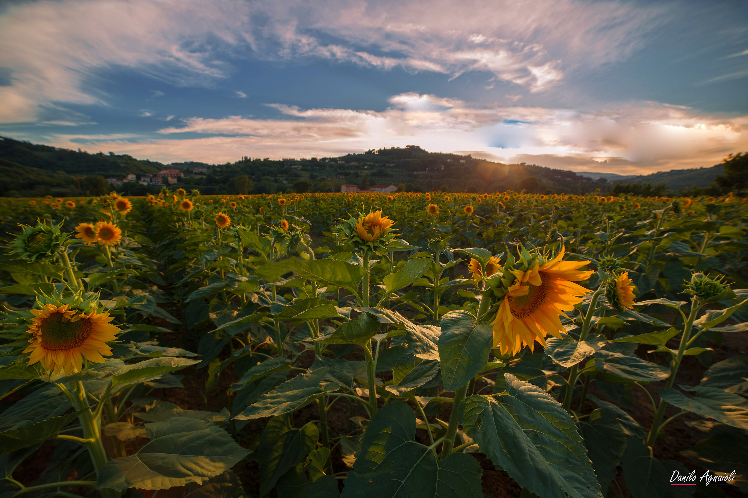 I primi timidi girasoli