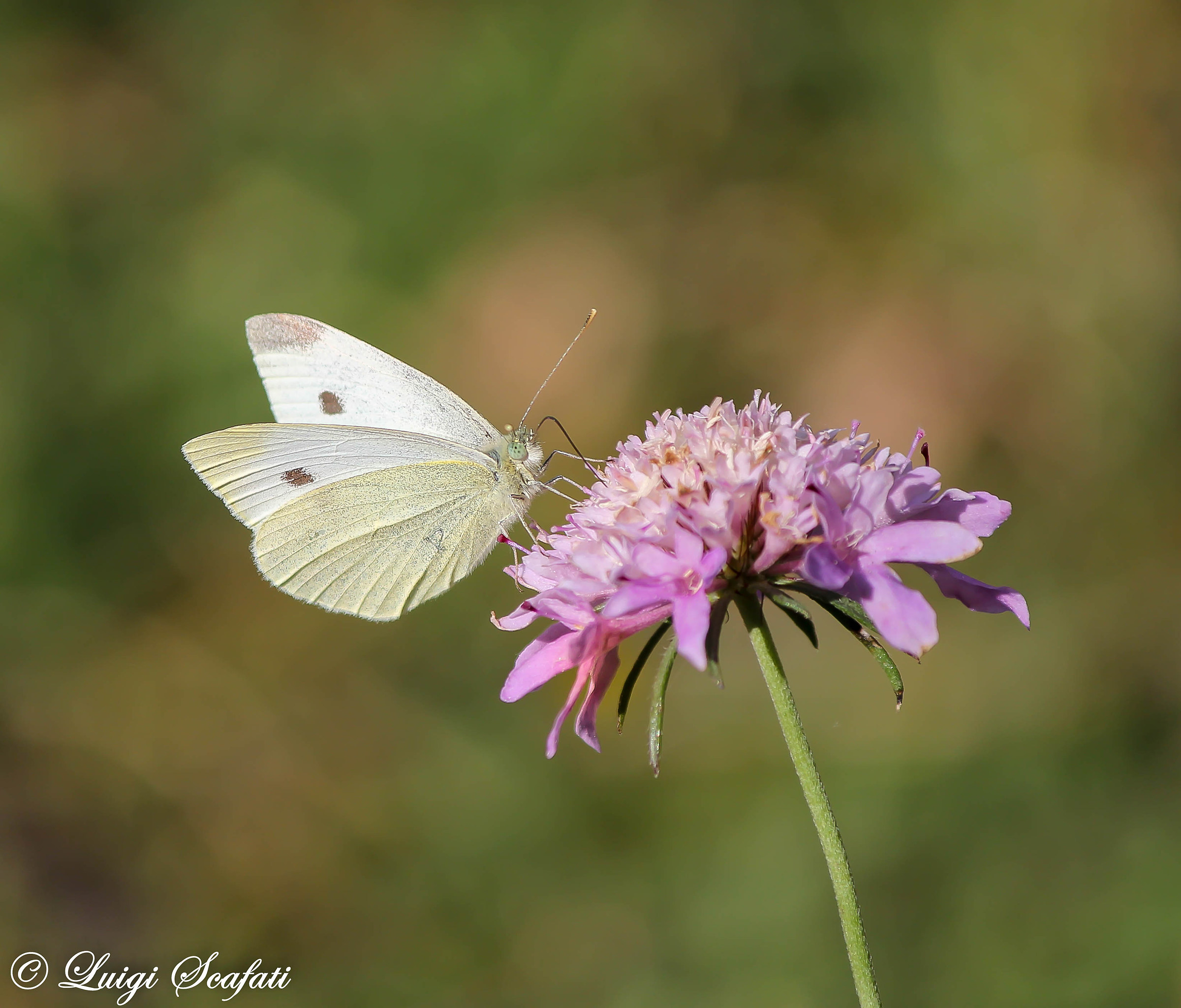 Cabbage greater (peris brassicae)