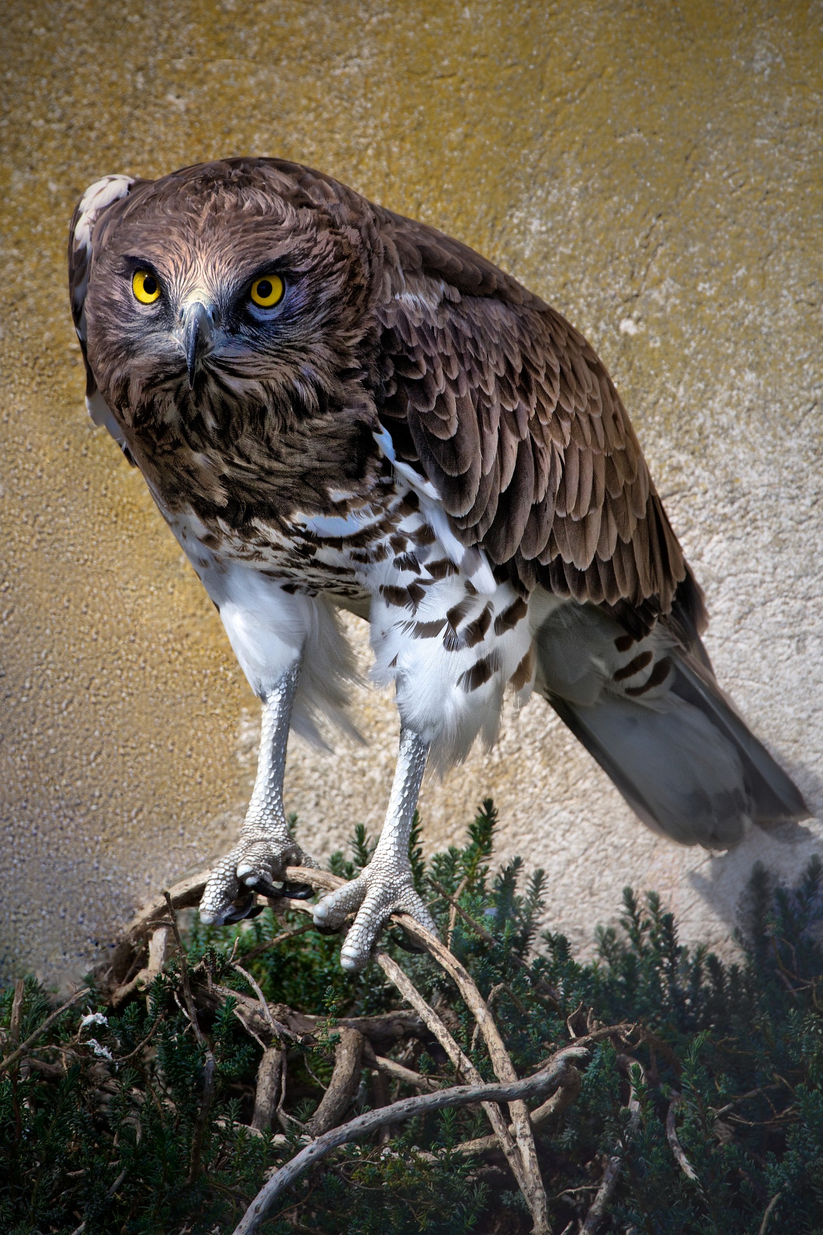 Biancone (Circaetus gallicus)